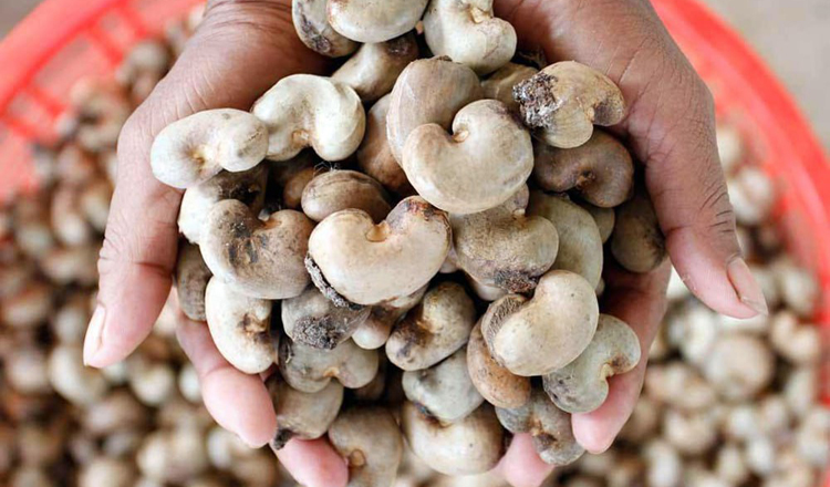 Cambodia earns $543 million from exports of raw cashew nuts in first three months